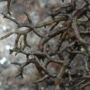 Cetraria muricata
